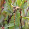 J01_0140 Sympetrum nigrescens female